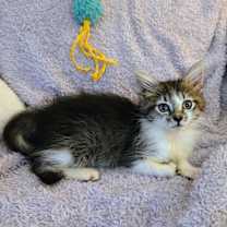 Thumbnail photo of Noel #2