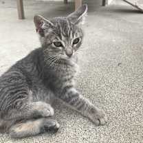 Thumbnail photo of Stripes & Spots (bonded pair) #1