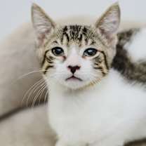 Thumbnail photo of Brisket #1