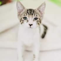 Thumbnail photo of Brisket #3