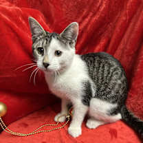 Thumbnail photo of Lima #4