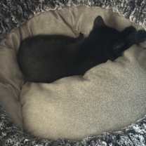 Thumbnail photo of Little Blackie #1