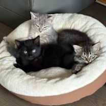 Thumbnail photo of Little Blackie #2