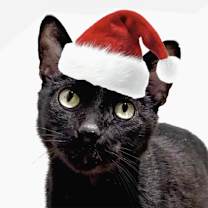 Thumbnail photo of Bagheera #1