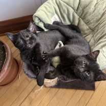 Thumbnail photo of Zop & Zap - We're a Bonded Pair! #1