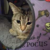 Thumbnail photo of Princess Peach #1