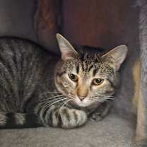 Thumbnail photo of Daisy #1