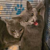 Thumbnail photo of Captain Jack Sparrow #2