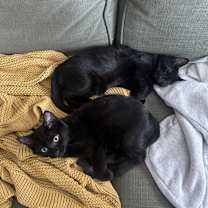 Thumbnail photo of Zop & Zap - We're a Bonded Pair! #4