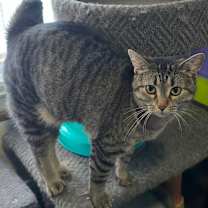 Thumbnail photo of Princess Peach #4