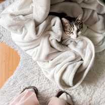 Thumbnail photo of PLAID aka BIJOU #4