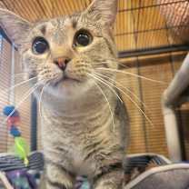 Thumbnail photo of Daisy #2