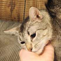 Thumbnail photo of Daisy #3