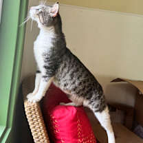 Thumbnail photo of Barnacle #3