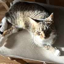 Thumbnail photo of Harley and Chloe #1