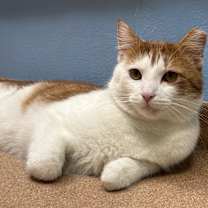 Thumbnail photo of Julius #1