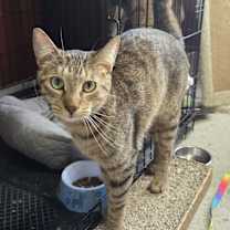 Thumbnail photo of Whiskey #1