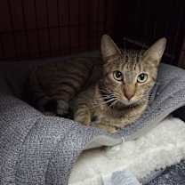 Thumbnail photo of Whiskey #3