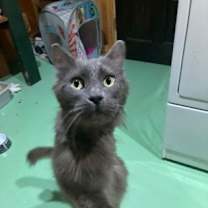 Thumbnail photo of Bandit #1