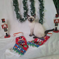 Thumbnail photo of Nutcracker #1