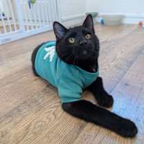 Thumbnail photo of Little Man aka Junior - male kitten #1