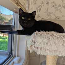 Thumbnail photo of Little Man aka Junior - male kitten #2