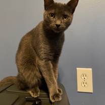 Thumbnail photo of Nessa #1