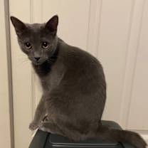 Thumbnail photo of Nessa #3