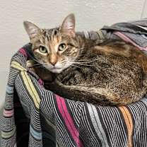 Thumbnail photo of NAMI #4