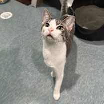 Thumbnail photo of DILL PICKLE #1