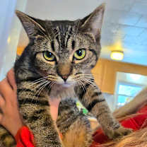 Thumbnail photo of Celine Dion #1