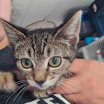 Thumbnail photo of Celine Dion #2