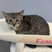 Thumbnail photo of Long John Silver #3