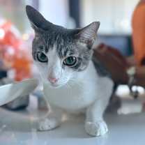 Thumbnail photo of DILL PICKLE #3