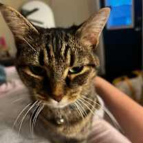 Thumbnail photo of Bella #3