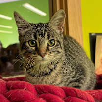 Thumbnail photo of Madrid #4