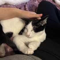 Thumbnail photo of Odin #1