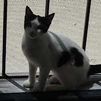 Thumbnail photo of Odin #3