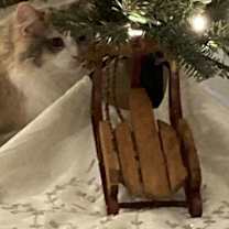 Thumbnail photo of Lulu #1