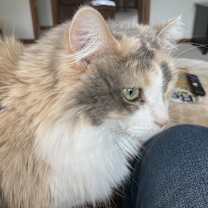 Thumbnail photo of Lulu #2