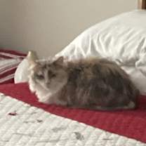 Thumbnail photo of Lulu #3