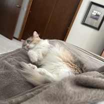 Thumbnail photo of Lulu #4