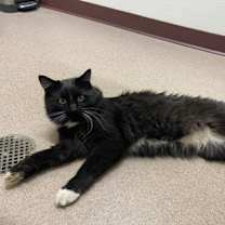 Thumbnail photo of Phantom #1