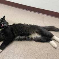 Thumbnail photo of Phantom #2