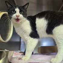 Thumbnail photo of Pistachio #2