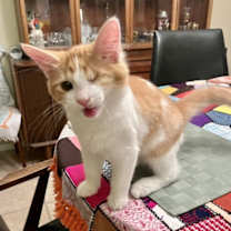 Thumbnail photo of Spencer #4