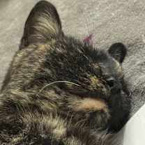 Thumbnail photo of Monica #2