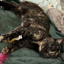 Thumbnail photo of Monica #4