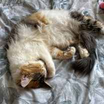 Thumbnail photo of Mel #3