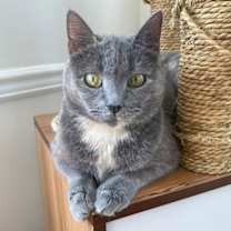 Thumbnail photo of Meredith Grey #1